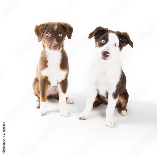Very Cute Puppies Isolated on White