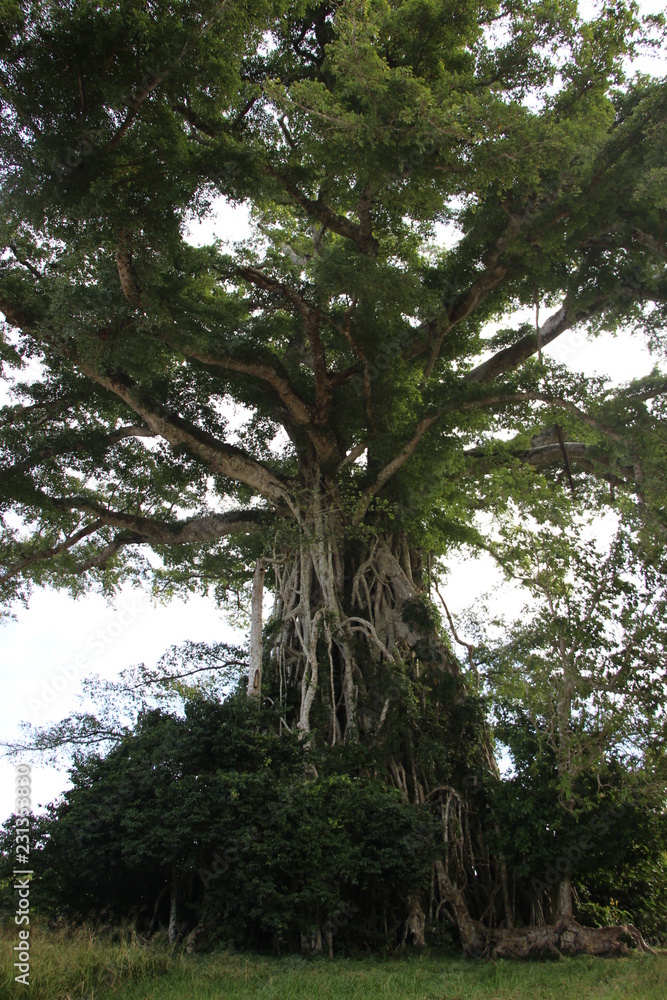 Fototapeta premium Napanga Vanuatu