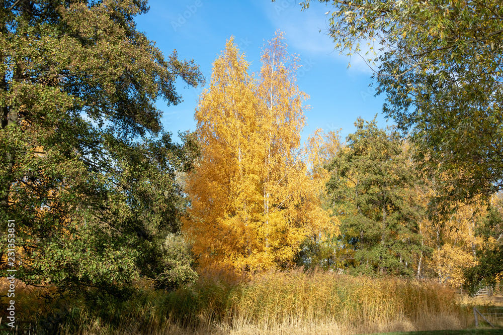 Herbstbaum gelb Herbstbaum gelb
