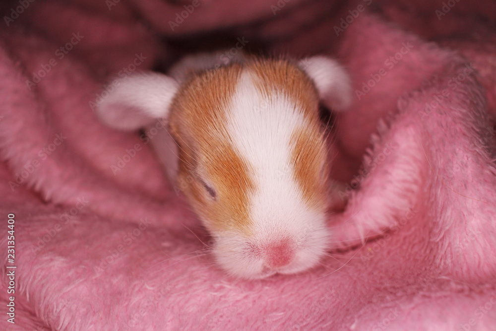 Bunny rabbit newborn lop kit 1 day old baby bunnies new born pets Bunny rabbit newborn lop kit 1 day old baby bunnies new born pets