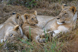 Lion Cubs Feeding and resting 