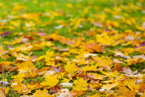 Colorful autumn foliage background