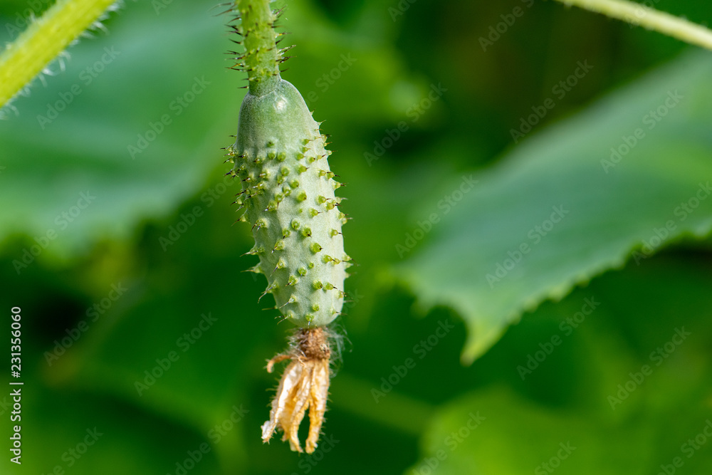 Naklejka premium Cucumber on a branch close-up