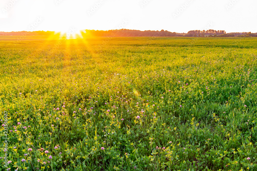 Sunset landscape of the field of clover