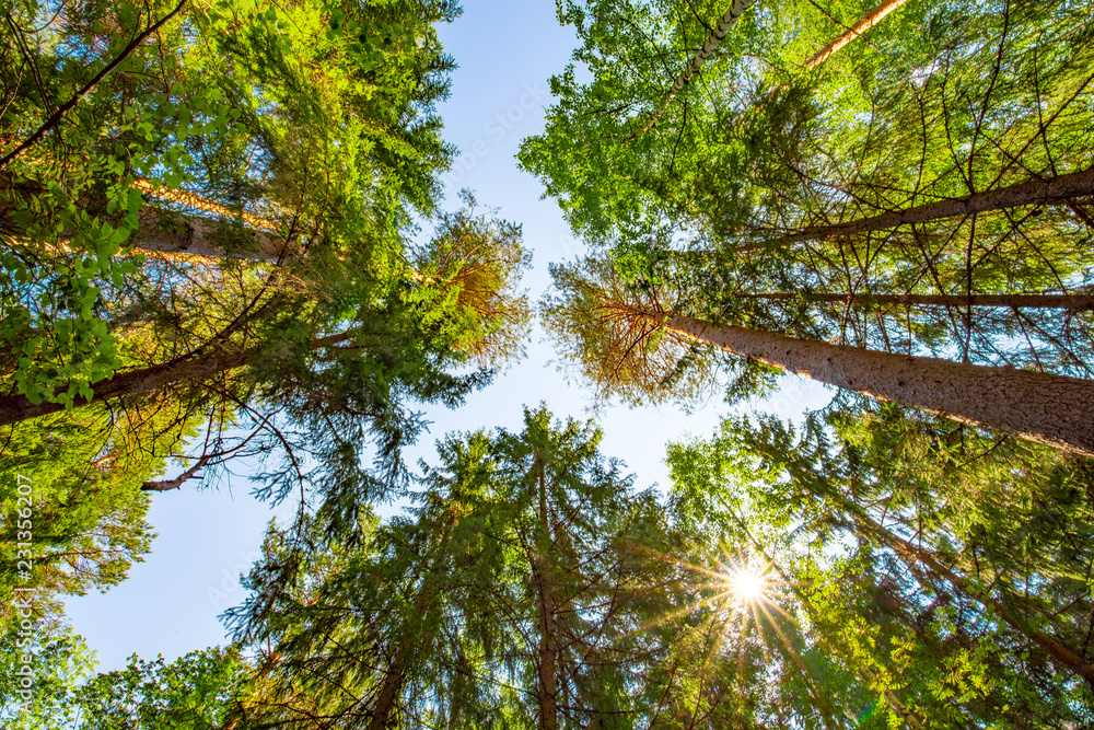 Fototapeta premium Tall trees viewed from bottom