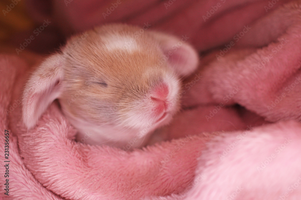 Bunny rabbit newborn lop kit 1 day old baby bunnies new born pets Bunny rabbit newborn lop kit 1 day old baby bunnies new born pets
