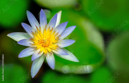 Blooming water lilly or lotus in a pond, flat top view