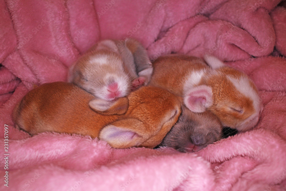 Bunny rabbit newborn lop kit 1 day old baby bunnies new born pets Bunny rabbit newborn lop kit 1 day old baby bunnies new born pets