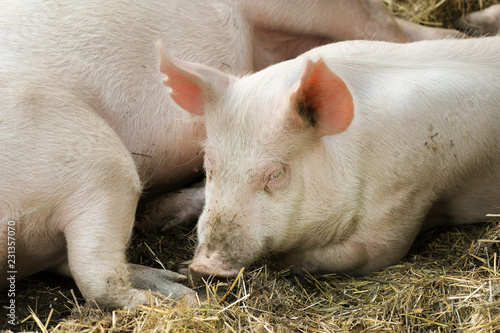 Pigs laying on hay and straw