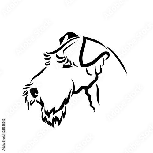 Airedale terrier dog - bingley