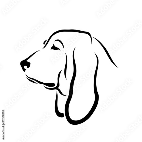 Basset hound dog - isolated