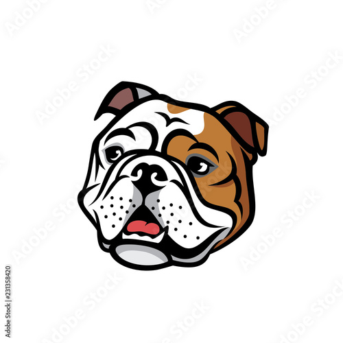 English bulldog face photo
