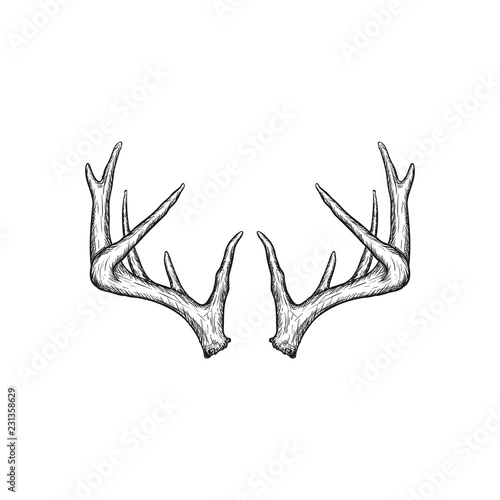 Fényképezés Handrawn antler vector, Hunting logo design inspiration