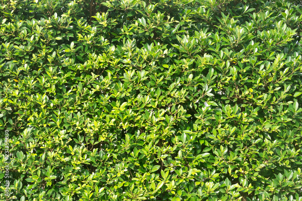Fototapeta premium green leaves wall texture background