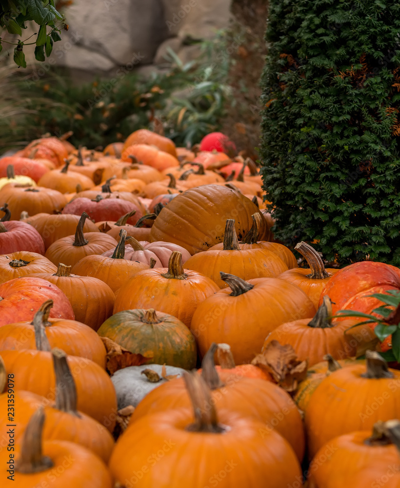 Flowerbed of pumpkins Flowerbed of pumpkins