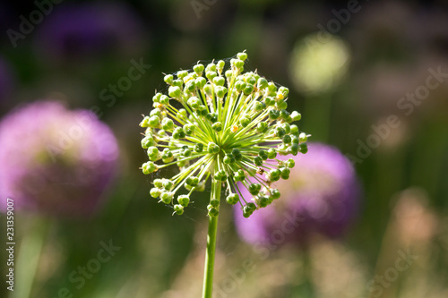 Allium Hollandicum  photo