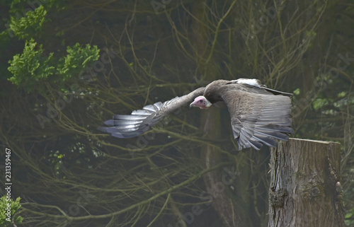 Muncaster Vulture photo