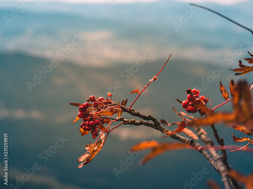 Autumn landscape with rowanberry tree
