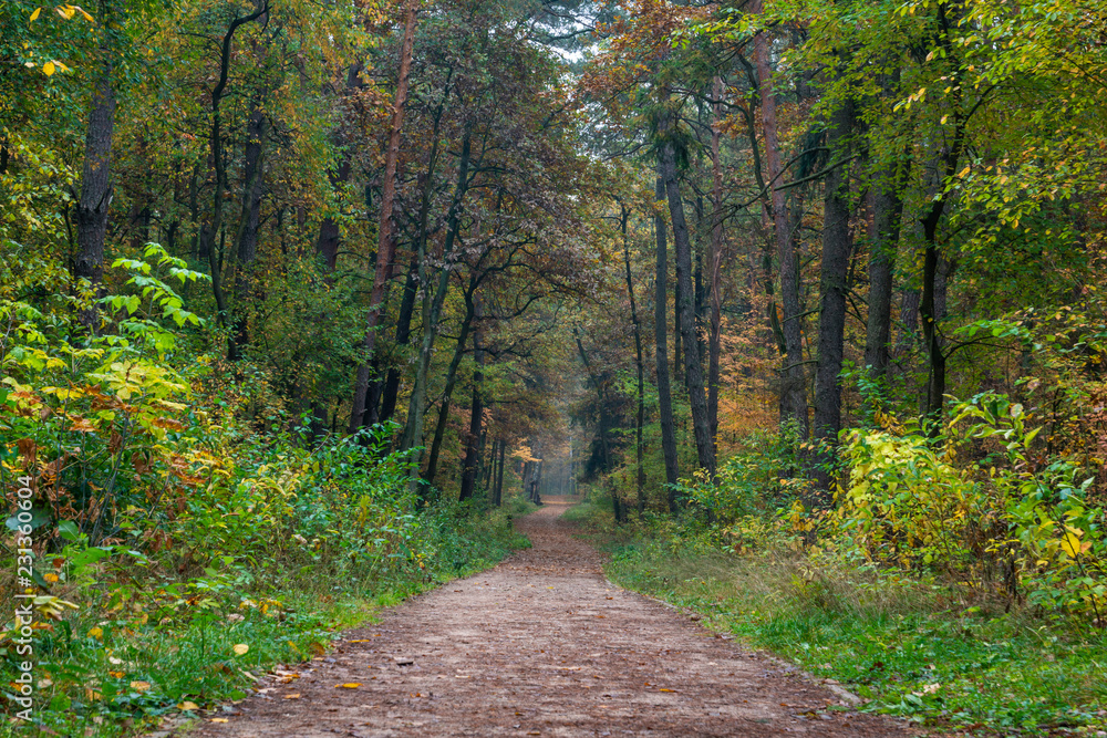 Obraz premium Chojnowski landscape park at autumn near Konstancin-Jeziorna, Masovia, Poland