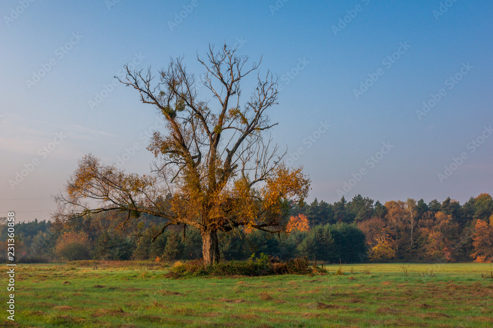 Chojnowski landscape park at autumn near Konstancin-Jeziorna, Masovia, Poland