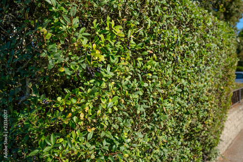 Liguster (Ligustrum) als Hecke photo