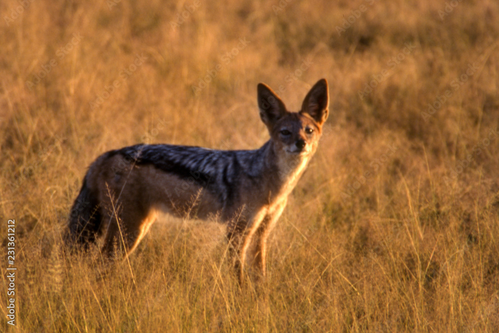 Black Backed Jakal (Canis mesomelas), Central Kalahari Game Reserve, Ghanzi, Botswana, Africa
