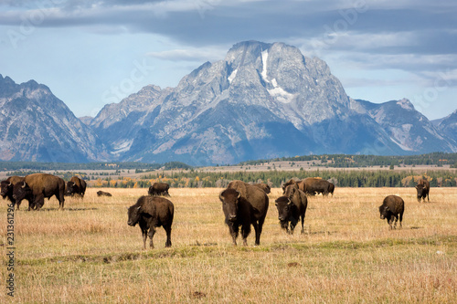 Tetons and Bison Herd in Fall