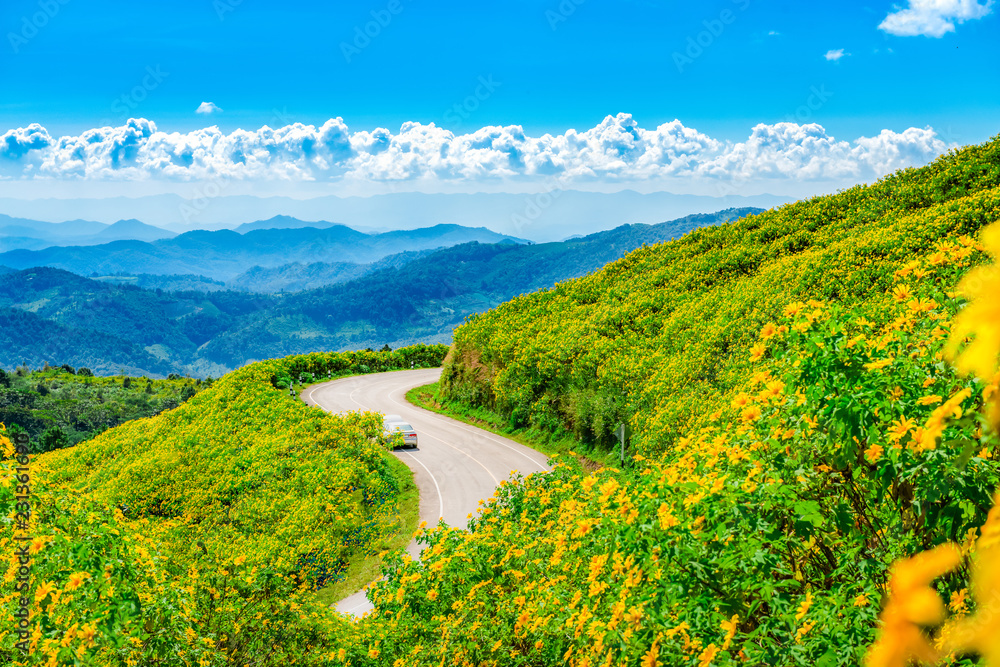 Obraz premium Maxican Sunflower or Tree marigold view blooming on the hill. view of Thung Bua Tong, Doi Mae Aukor, Khun Yuam, Mae Hong Son, northern Thailand.Surrounded by Beautiful mountain complex