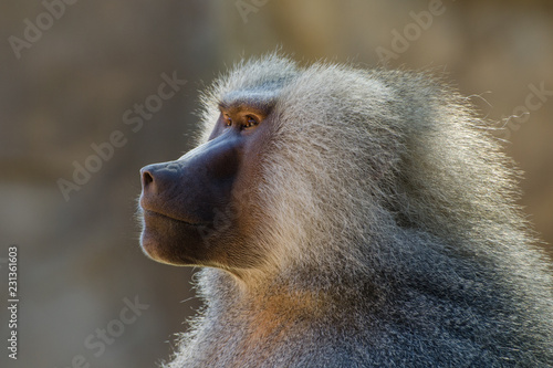 Hamadryas Baboon Portrait