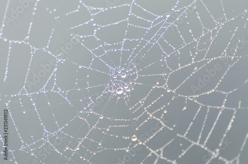 wet spider web in the nature, dew on cobweb