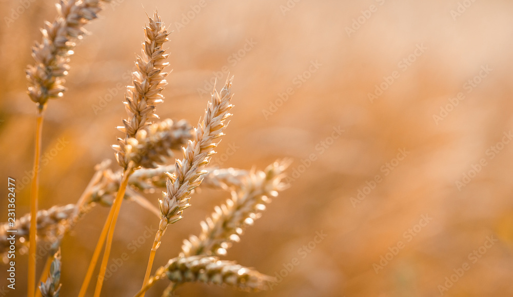 Wheat field. full of ripe grains, golden ears of wheat or rye close up. Golden ears of wheat with a lot of copy space. Rich harvest Concept. majestic rural landscape. Label art design