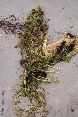 Algae on the coast of the seacoast in the Gulf of Riga, Latvia, Kurzeme