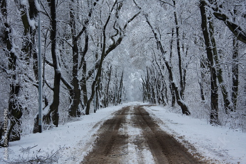 Wallpaper Mural zima śnieg mróz pogoda wyjście spacer zimno las park covid 19 kockdown zakaz wyjścia pandemia  Torontodigital.ca