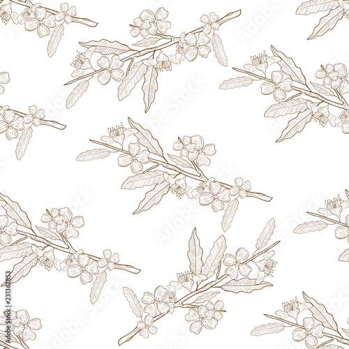 Jasmine. Leaves, a flower, a branch. Background, wallpaper, seamless. Sketch. Monochrome