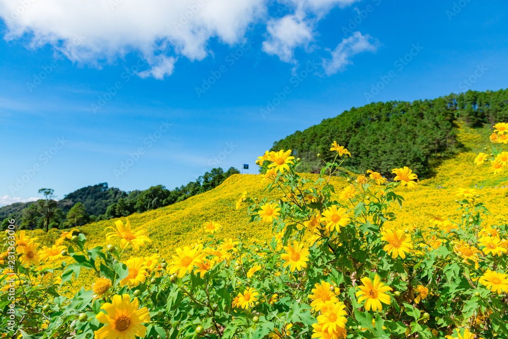 Maxican Sunflower or Tree marigold view blooming on the hill. view of Thung Bua Tong, Doi Mae Aukor, Khun Yuam, Mae Hong Son, northern Thailand.Surrounded by Beautiful mountain complex