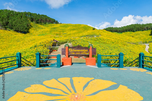 Maxican Sunflower or Tree marigold view blooming on the hill. view of Thung Bua Tong, Doi Mae Aukor, Khun Yuam, Mae Hong Son, northern Thailand.Surrounded by Beautiful mountain complex