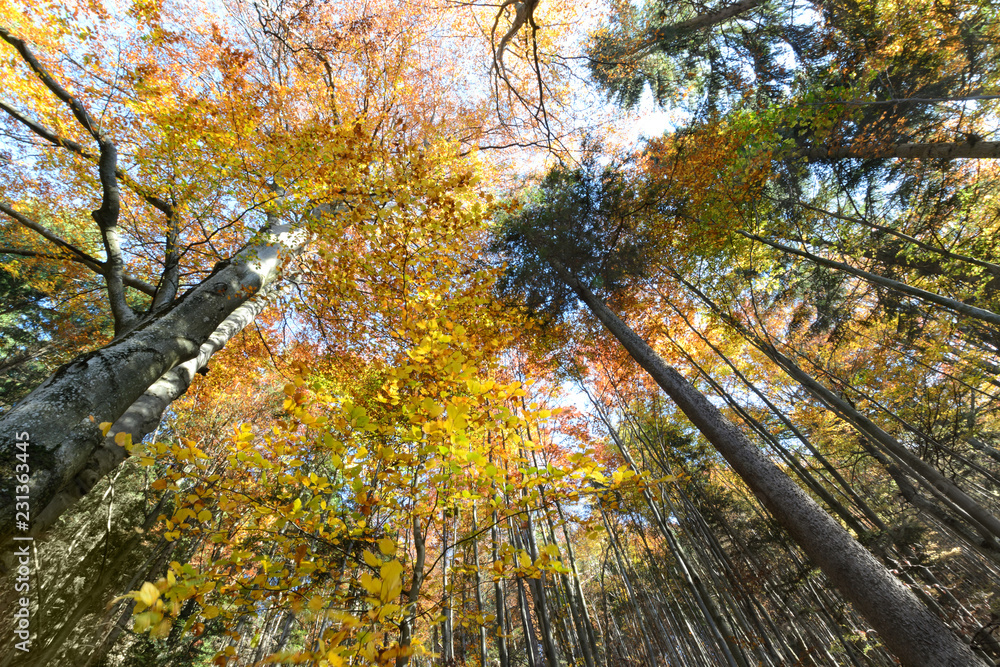 Autumn tree tops on sky background.