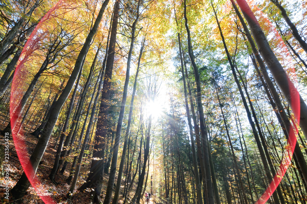 Fototapeta premium Autumn trees sky view with sun glare
