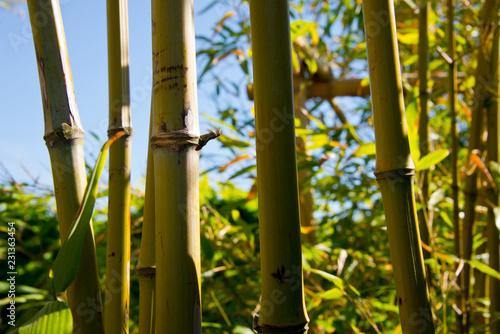 Fototapeta Naklejka Na Ścianę i Meble -  bamboo thicket, shoots, leafs and fence