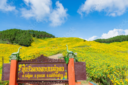 Maxican Sunflower or Tree marigold view blooming on the hill. view of Thung Bua Tong, Doi Mae Aukor, Khun Yuam, Mae Hong Son, northern Thailand.Surrounded by Beautiful mountain complex