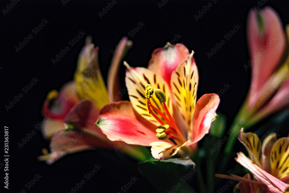 The flowers in dark background. The flowers in dark background.