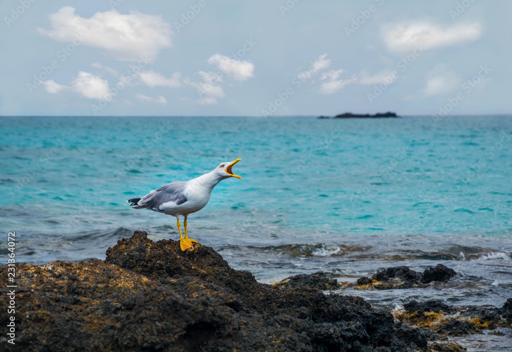 Fototapeta premium Angry Seagull on a rock by the Mediterranean sea. Aggressive bird.