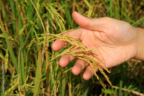 Hand of a man holding ripe grains of the rice plants in a paddy field