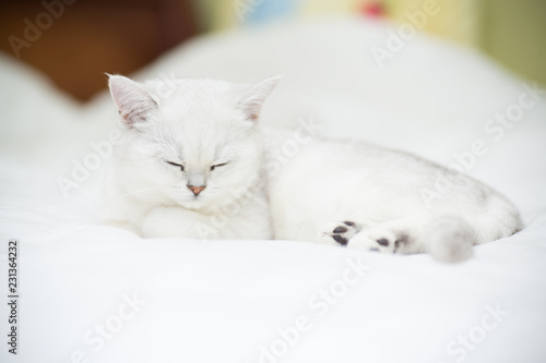 Beautiful cat breed Scottish straight chinchilla sleeping