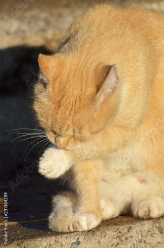 Cat washes in the sun. © borroko72