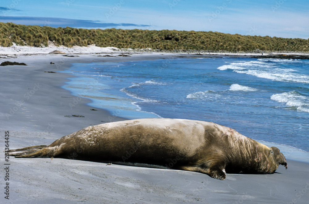 Fototapeta premium Eléphant de mer du Sud, mâle, Mirounga leonina, Iles Falkland, Malouines