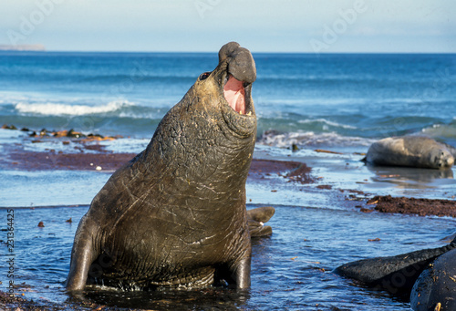 Eléphant de mer du Sud, mâle, Mirounga leonina, Iles Falkland, Malouines