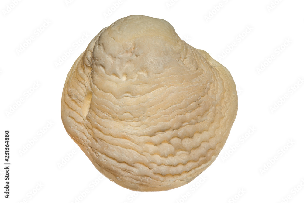 Fototapeta premium Sea Shell