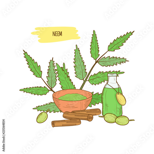 Neem. Fruits, leaves, tincture, root. Sketch.