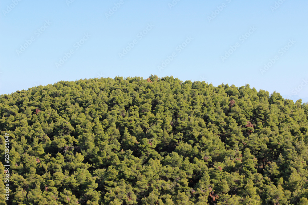 Mediterranean pine tree forest wood hill landscape